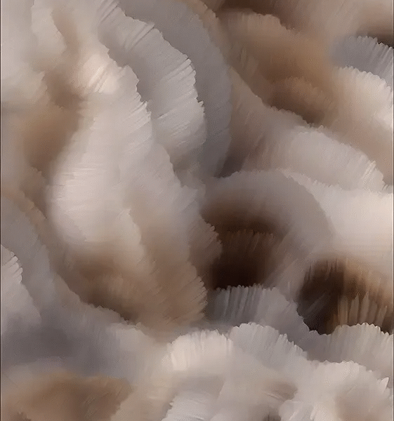 Flitter Flutter Carpet by Moooi – luxurious contemporary Italian‑design floor covering showcased at Italcasa Design showroom in Royal Oak, Michigan