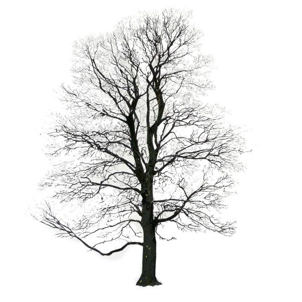TREE WINTER By Magis