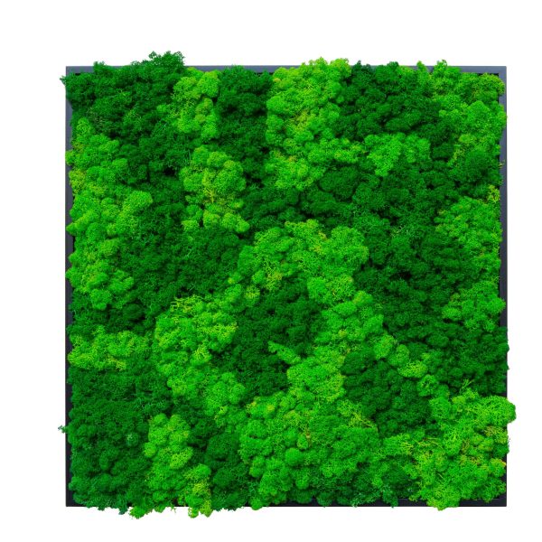 PUREKUSTIK SWEET GREEN LUNA By Tecsound