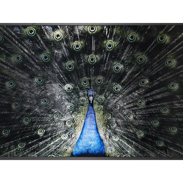 Brilliant Plumage - 72" X 48" - Charcoal Frame By Sunpan